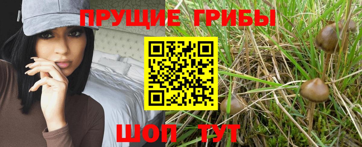 Галлюциногенные грибы Cubensis Семилуки